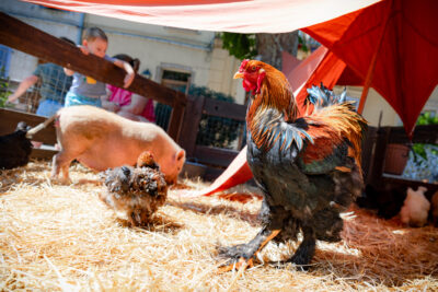 Agrandir l'image 11 sur 24, fenêtre modale