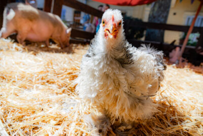 Agrandir l'image 17 sur 24, fenêtre modale