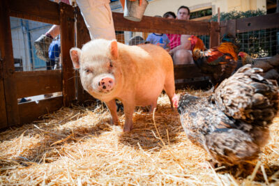 Agrandir l'image 7 sur 24, fenêtre modale