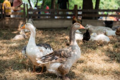 Agrandir l'image 24 sur 24, fenêtre modale